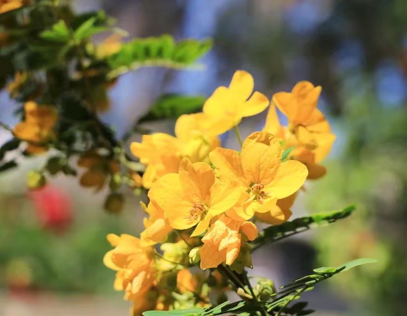 图片[1]-中外合作办学好吗？附口碑好的中外合作办学高校名单-高考100-上淘有品虚拟资源下载