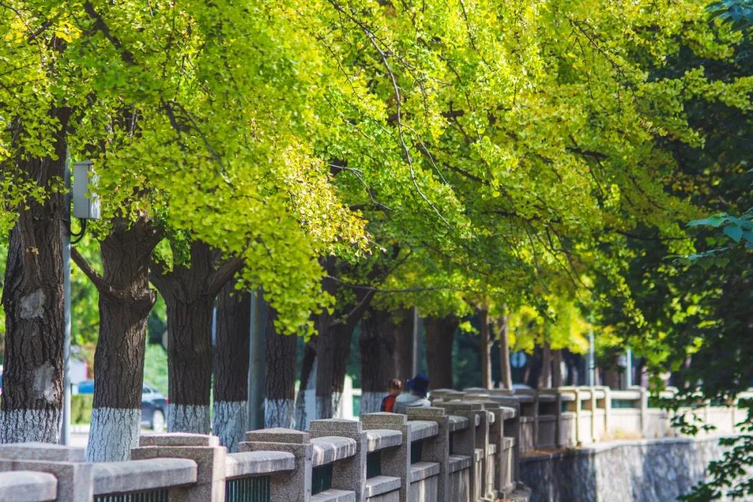 图片[1]-2021年北京市排名多少能上清华大学？附学校2020年录取分数线-高考100-上淘有品虚拟资源下载