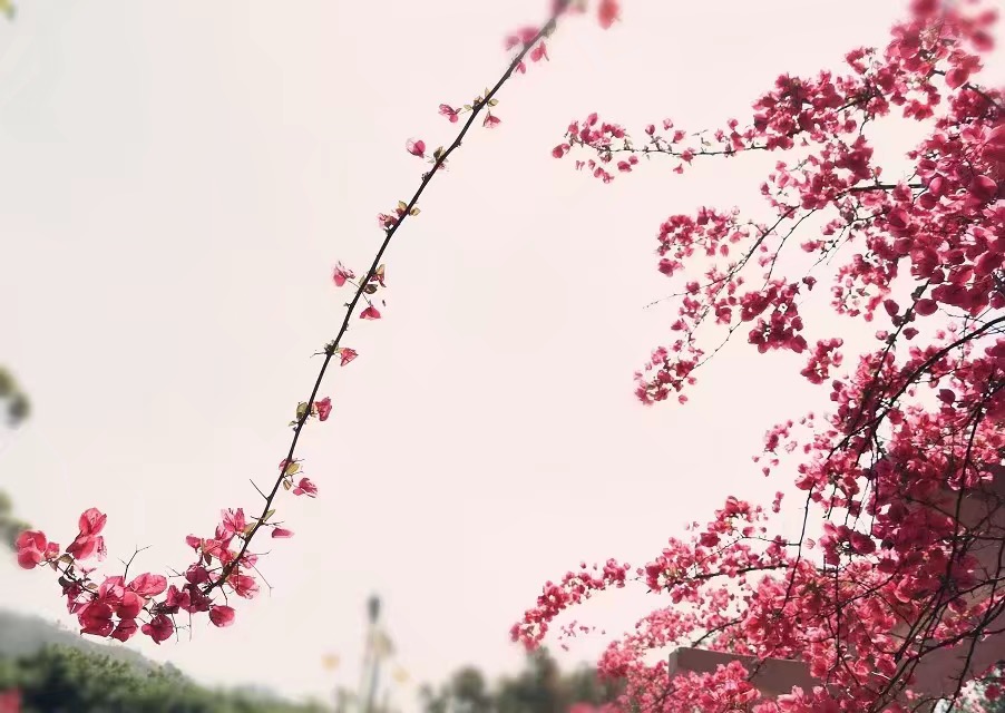 图片[1]-定向医学生有编制吗？定向医学生编制会取消吗？-高考100-上淘有品虚拟资源下载