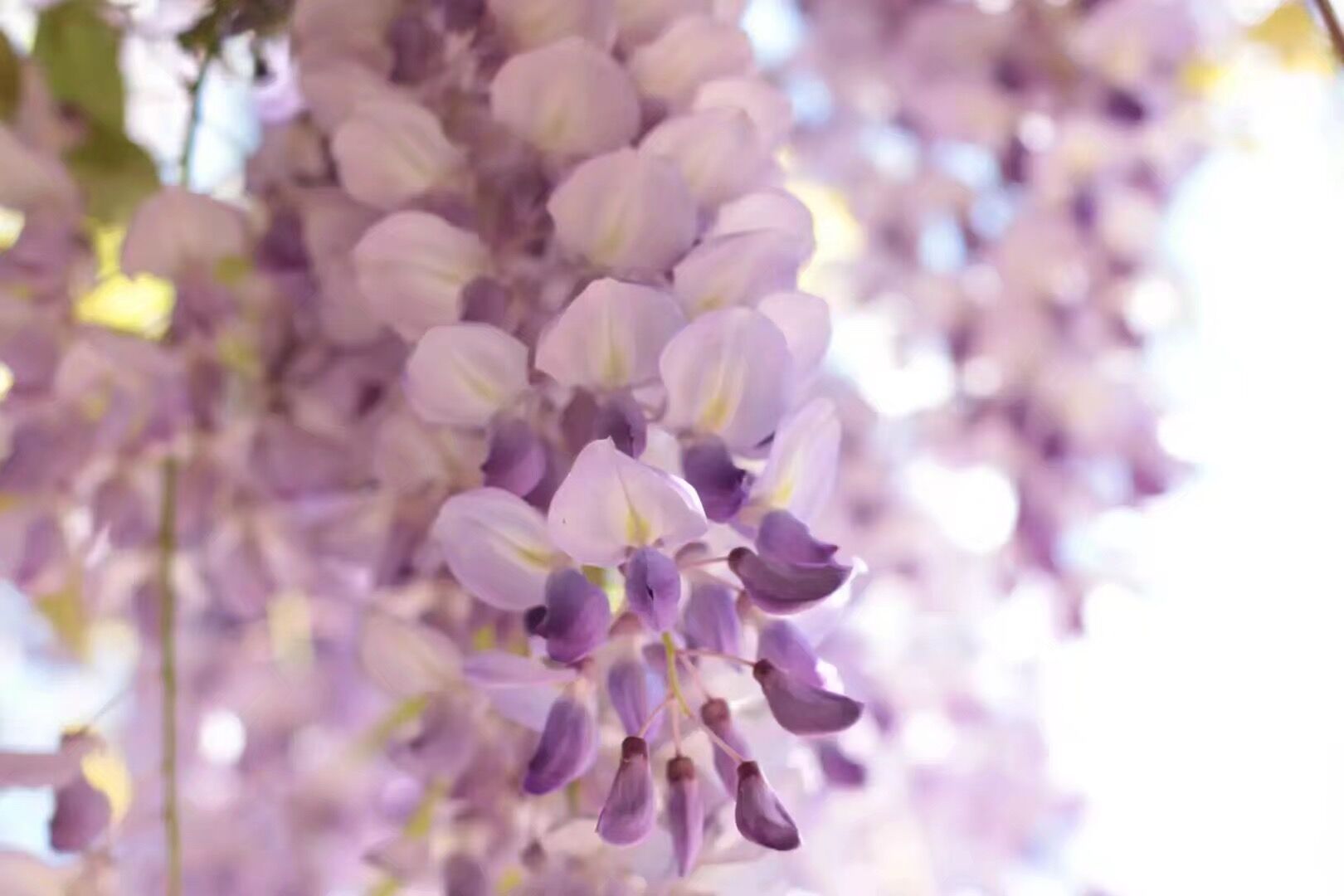 图片[2]-临床医学新高考要求哪些科目？附临床医学专业必选科目-高考100-上淘有品虚拟资源下载